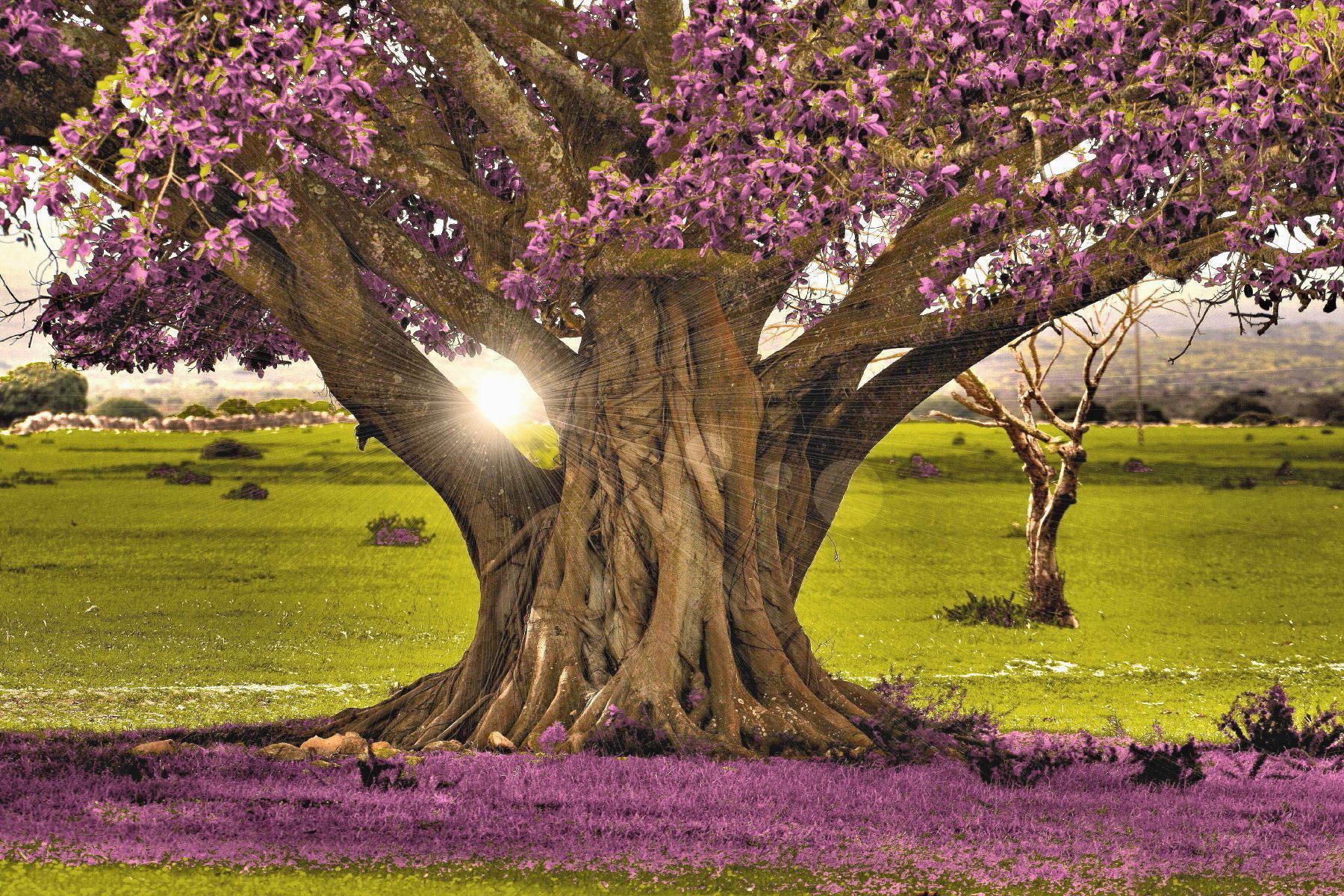 A Desire Realized is a Tree of Life (Books)