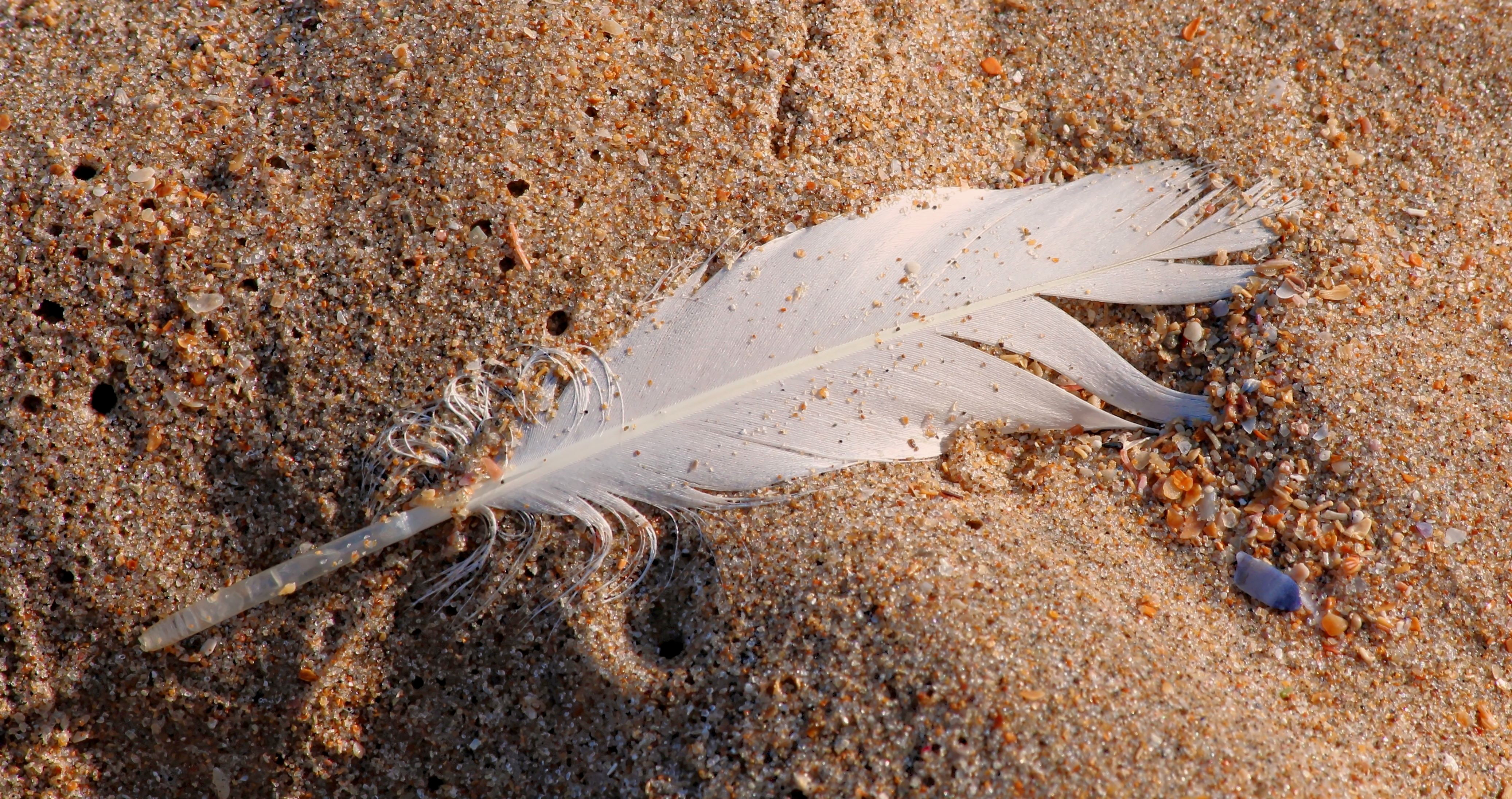 Faith Like Feathers (testimony)